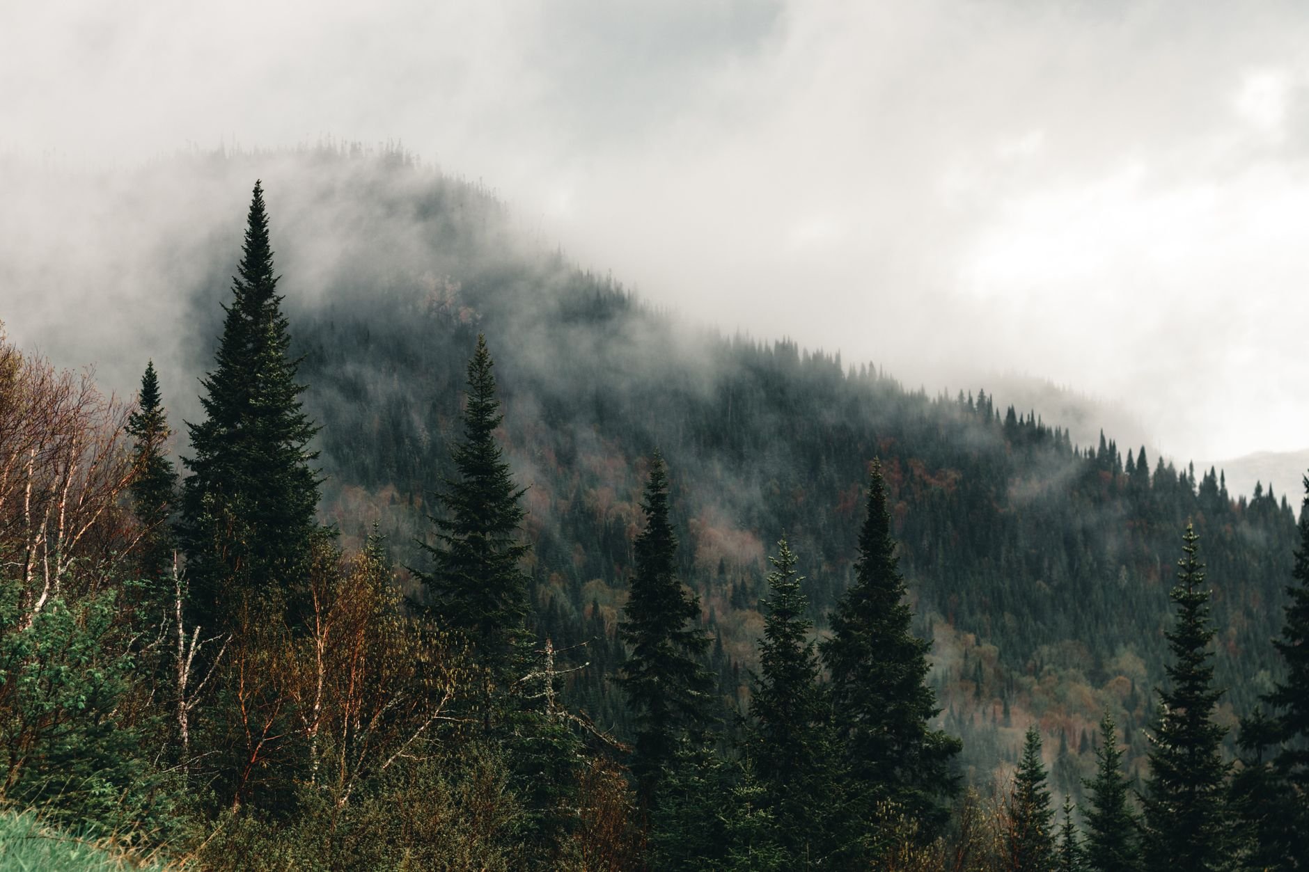Serene misty mountain landscape featuring evergreen trees in Saint-Henri-de-Taillon, Quebec.